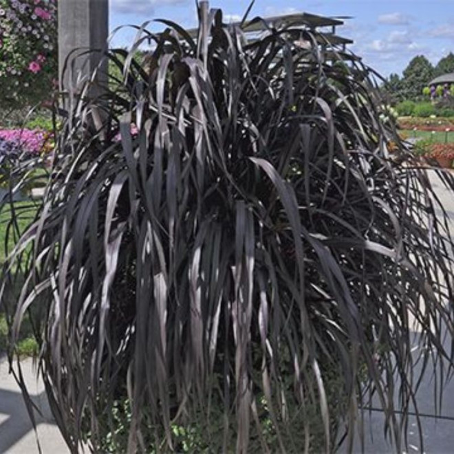 Soruolė (Pennisetum) Vertigo