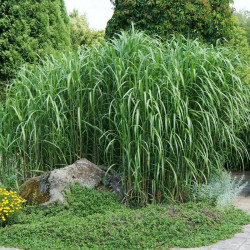 Miskantas (Miscanthus giganteus) drambliažolė