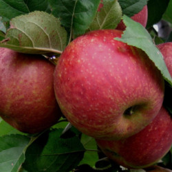 Obelis (Malus) "Red Boskoop"