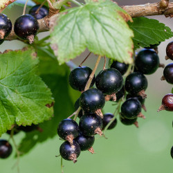 Serbentai juodieji (Ribes)