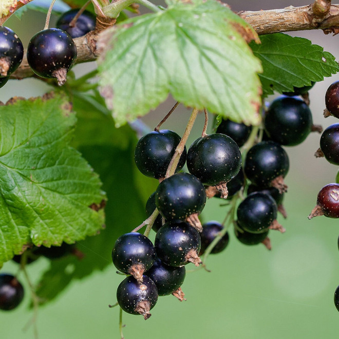 Serbentai juodieji (Ribes)