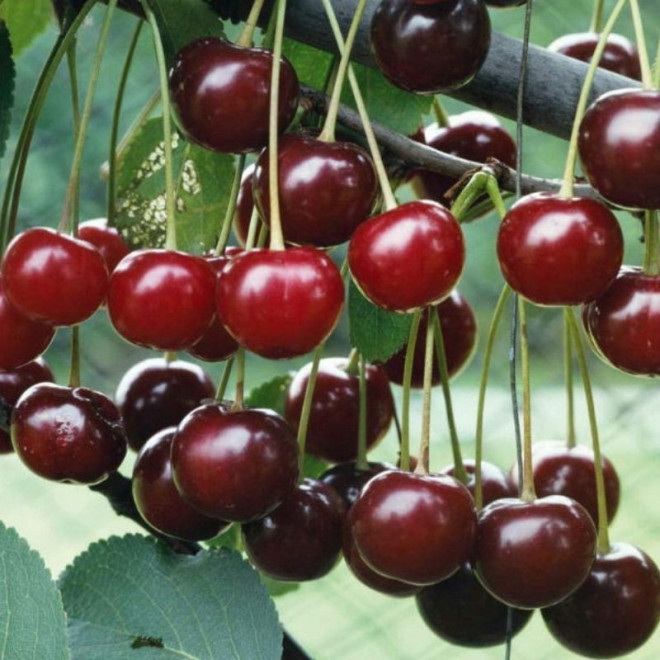 Vyšnia (Prunus) Karlikinė