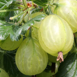 Agrastai (Ribes) “Mucurines” Pa kamieninis