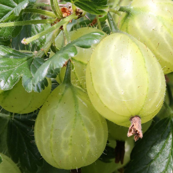Agrastai (Ribes) “Mucurines” Pa kamieninis