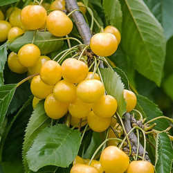 Trešnė (Prunus) 'Drogano geltonoji' geltonos uogos saldžios sultingos kryžmadulkė