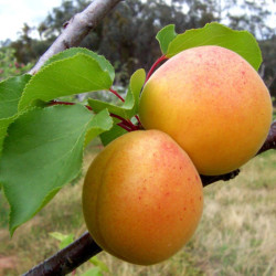 Abrikosas (Prunus armeniaca)