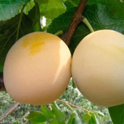 Slyva (Prunus) 'Afaska Geltonoji'