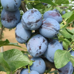 Slyva (Prunus) 'Čačanska Lepotica'