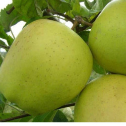 Obelis (Malus) 'Kosztela'