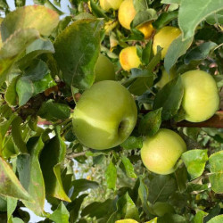Obelis (Malus) 'Biala Kalwia'