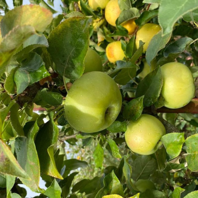 Obelis (Malus) 'Biala Kalwia'
