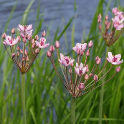 Bėžis skėtinis (Butomus umbellatus) šlapioms užpilamoms vietoms