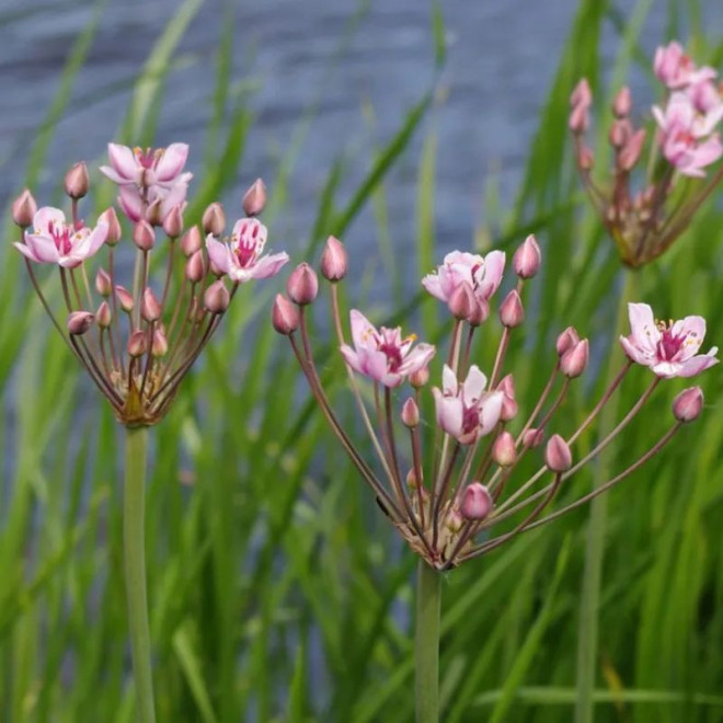 Bėžis skėtinis (Butomus umbellatus) šlapioms užpilamoms vietoms