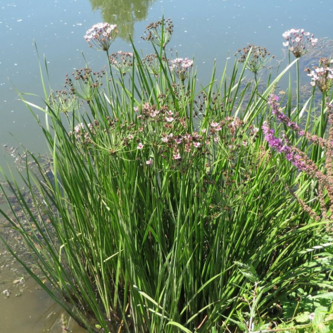 Bėžis skėtinis (Butomus umbellatus) šlapioms užpilamoms vietoms