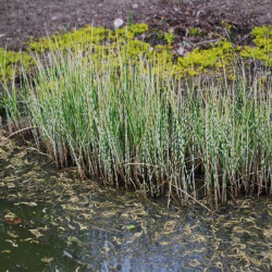 Viksvameldis (Scirpus tabernaemontanii) 'Zebrinus'