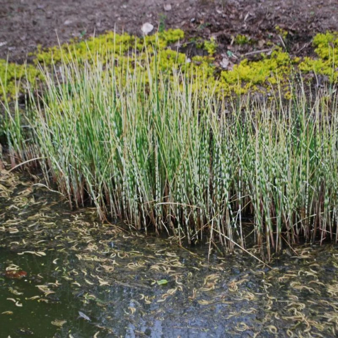 Viksvameldis (Scirpus tabernaemontanii) 'Zebrinus'
