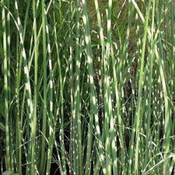 Viksvameldis (Scirpus tabernaemontanii) 'Zebrinus'