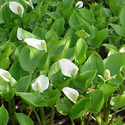 Žinginys pelkinis (Calla palustris)