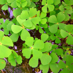 Marsilija (Marsilea quadrifolia)