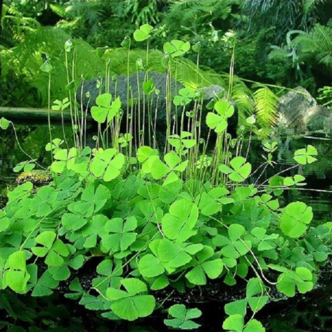 Marsilija (Marsilea quadrifolia)