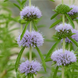Mėta (Mentha cervina)