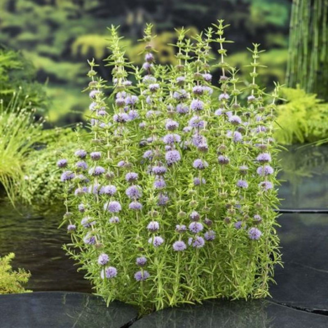 Mėta (Mentha cervina)