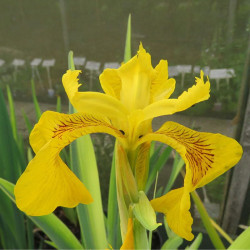 Vilkdalgis geltonasis (Iris pseudacorus) 'Variegata'