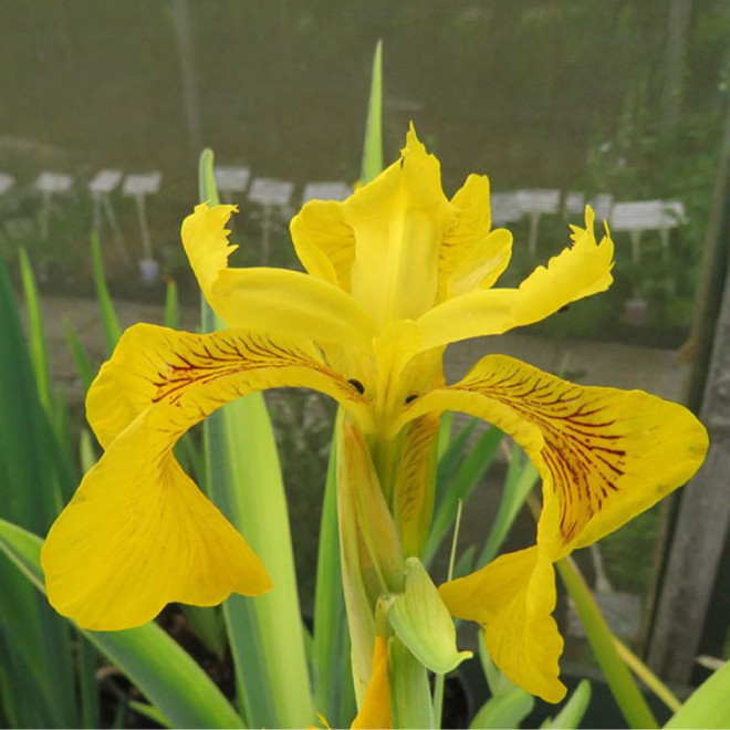 Vilkdalgis geltonasis (Iris pseudacorus) 'Variegata'