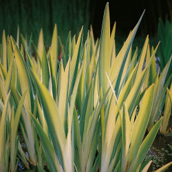 Vilkdalgis geltonasis (Iris pseudacorus) 'Variegata'