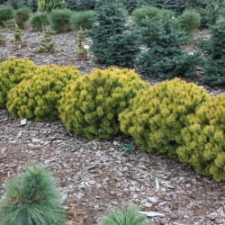 Pušis kalninė  (Pinus mugo) 'Ophir' auksinis žiemą kapavietėms alpinariumams