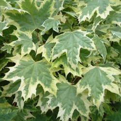 Klevas paprastasis (Acer platanoides) 'Drumondii'