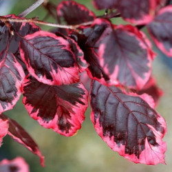 Bukas paprastasis (Fagus sylvatica) 'Purpurea Tricolor'