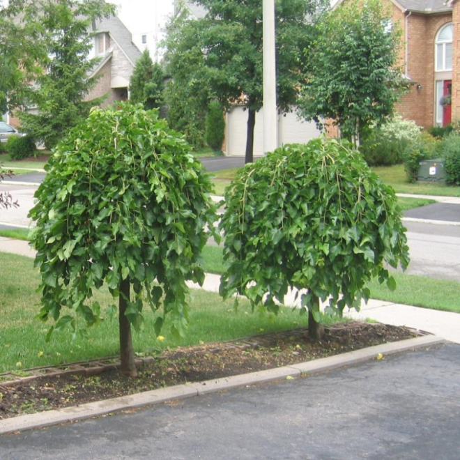 Šilkmedis baltasis (Morus alba) 'Pendula' syrančios šakos laja juodos raudonos uogos