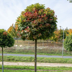 Ąžuolas pelkinis (Quercus palustris) 'Green Dwarf'