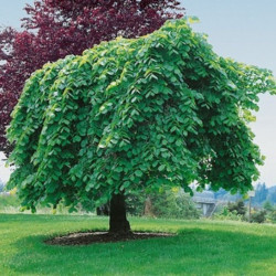 Guoba kalninė (Ulmus glabra) 'Comperdownii'