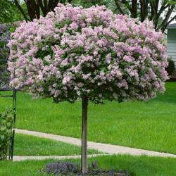 Alyva mejerio (Syringa meyeri) 'Palibin'