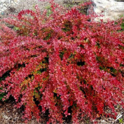 Raugerškis tunbergo (Berberis thunbergii) 'Red Carpet'