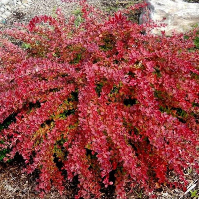 Raugerškis tunbergo (Berberis thunbergii) 'Red Carpet'