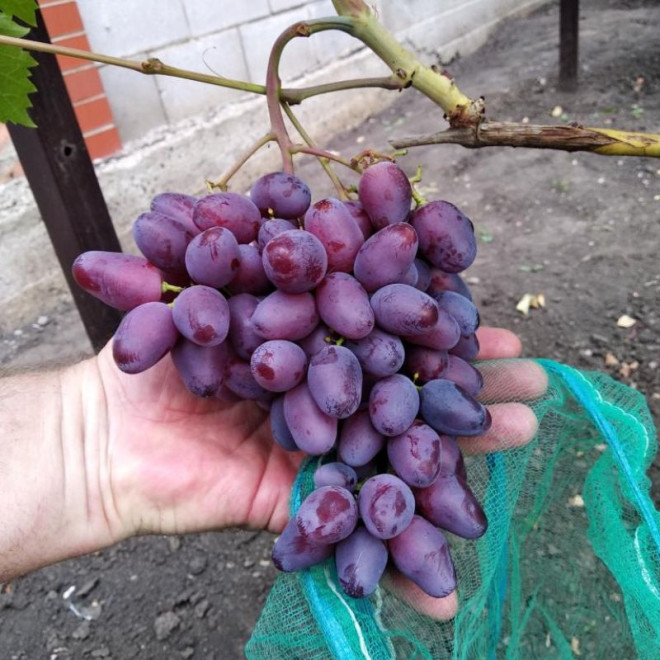 Vynmedis (Vitis) 'Rumeika' labai didelės, desertinės, saldžios uogos
