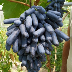 Vynmedis (Vitis) 'Avatar' labai didelės uogos ir kekės
