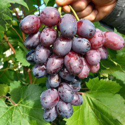 Vynmedis (Vitis) 'Alvika'