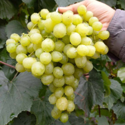 Vynmedis (Vitis) 'Ratatuy'