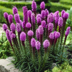 Liatris varpotasis (Liatris spicata) 'Kobold'