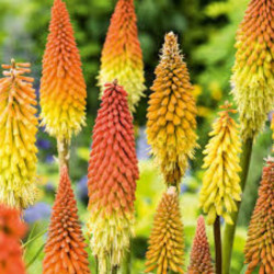 Knipofija uoginė (Kniphofia uvaria) 'Grandiflora'