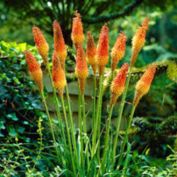 Knipofija uoginė (Kniphofia uvaria) 'Grandiflora'