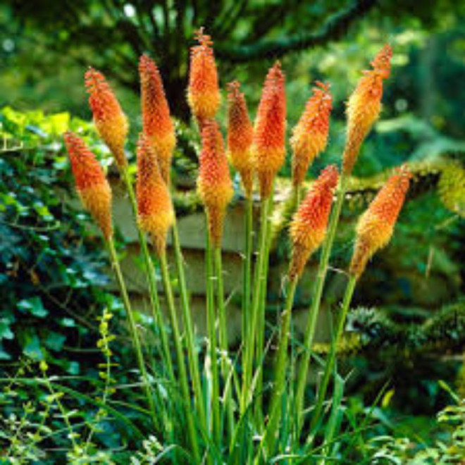 Knipofija uoginė (Kniphofia uvaria) 'Grandiflora'