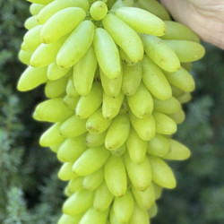 Vynmedis (Vitis) 'Lamborgini'