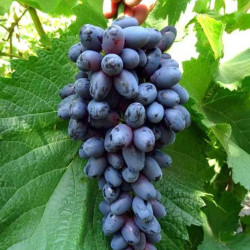 Vynmedis (Vitis) 'Faith' saldžios desertinės be kauliukų