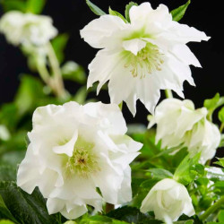 Eleboras (Helleborus orientalis) 'Double Ellen White'