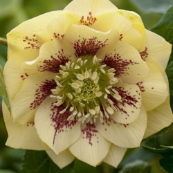 Eleboras (Helleborus orientalis) 'Double Ellen Yellow Spotted'